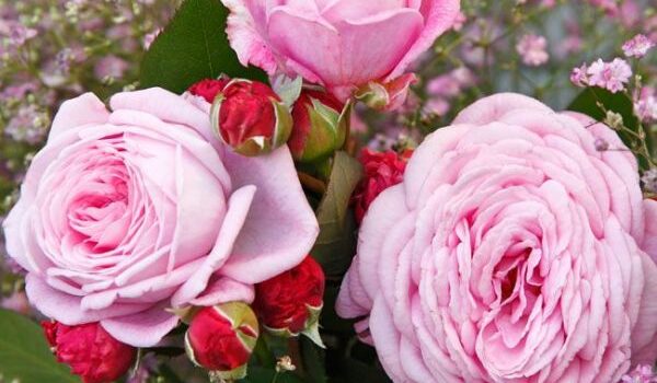 Rosengrafin Marie Henriette