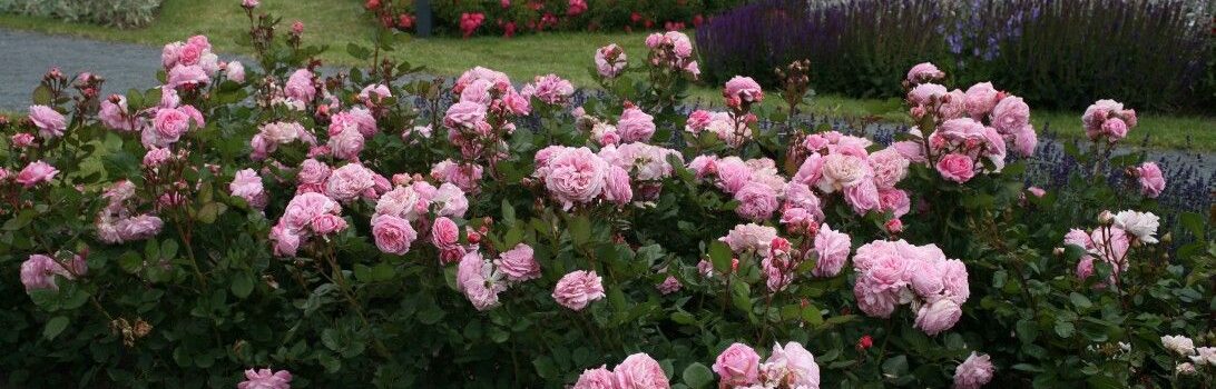 Rosengrafin Marie Henriette