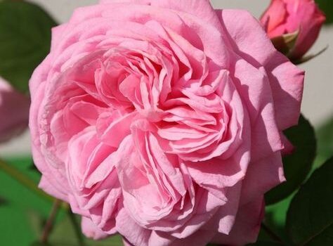 Rosengrafin Marie Henriette