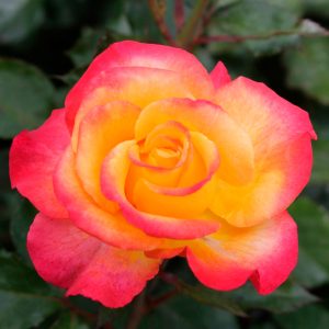 Flaming Star