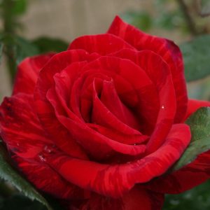 Red Intuition