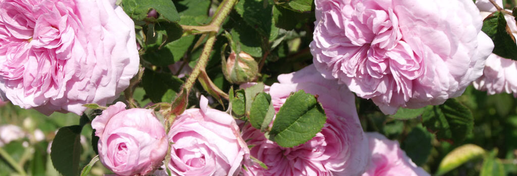 Belle Sans Flatterie