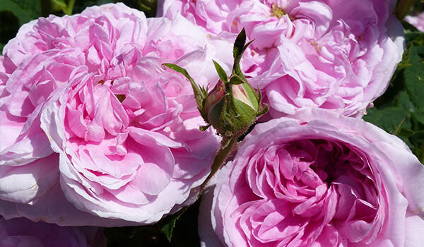 Belle Sans Flatterie