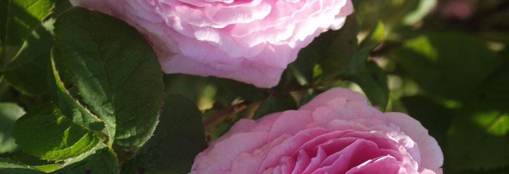 Belle Sans Flatterie