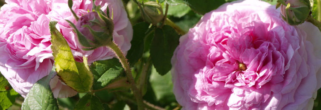 Belle Sans Flatterie