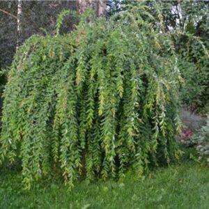 Salix integra „Pendula“
