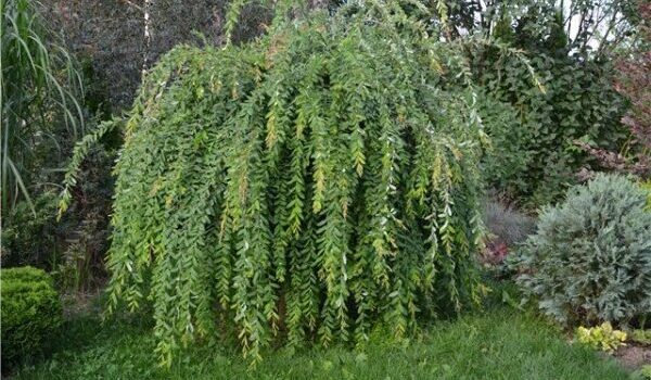 Salix integra „Pendula“