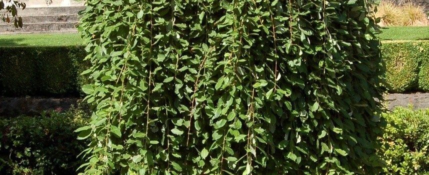 Salix integra „Pendula“