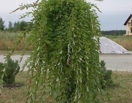 Salix integra „Pendula“