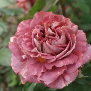 Rachael's Rose