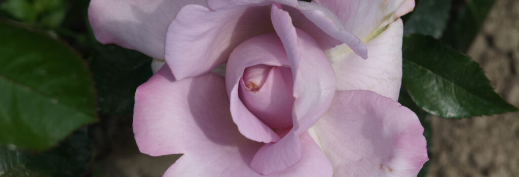 La Rose du Petit Prince