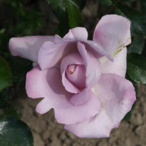 La Rose du Petit Prince