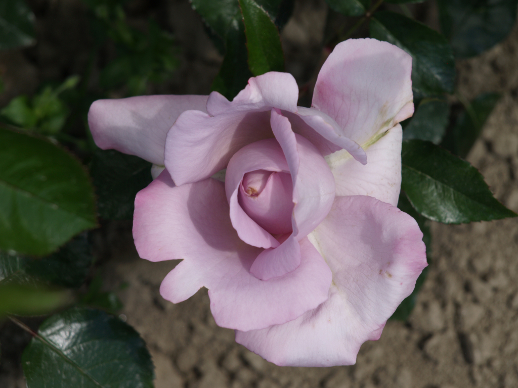 La Rose du Petit Prince