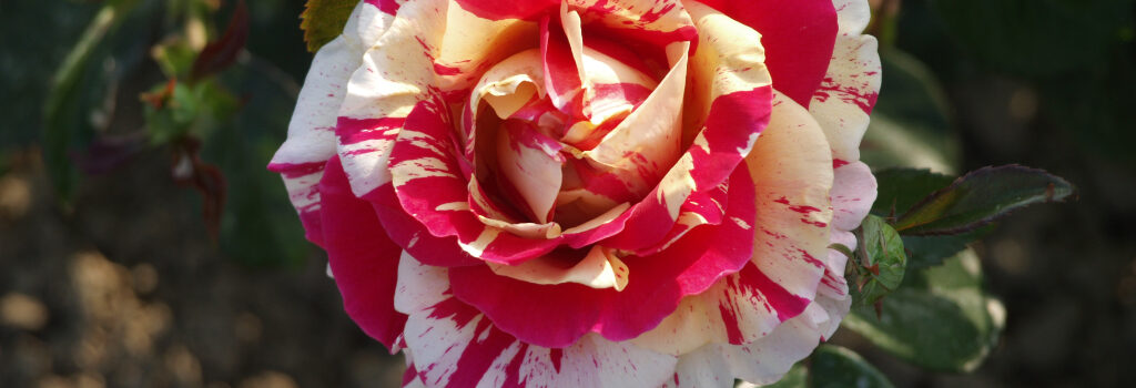 Vanille_Fraise