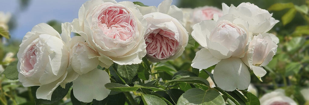 Herzogin Christiana