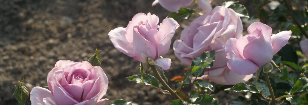 La Rose du Petit Prince