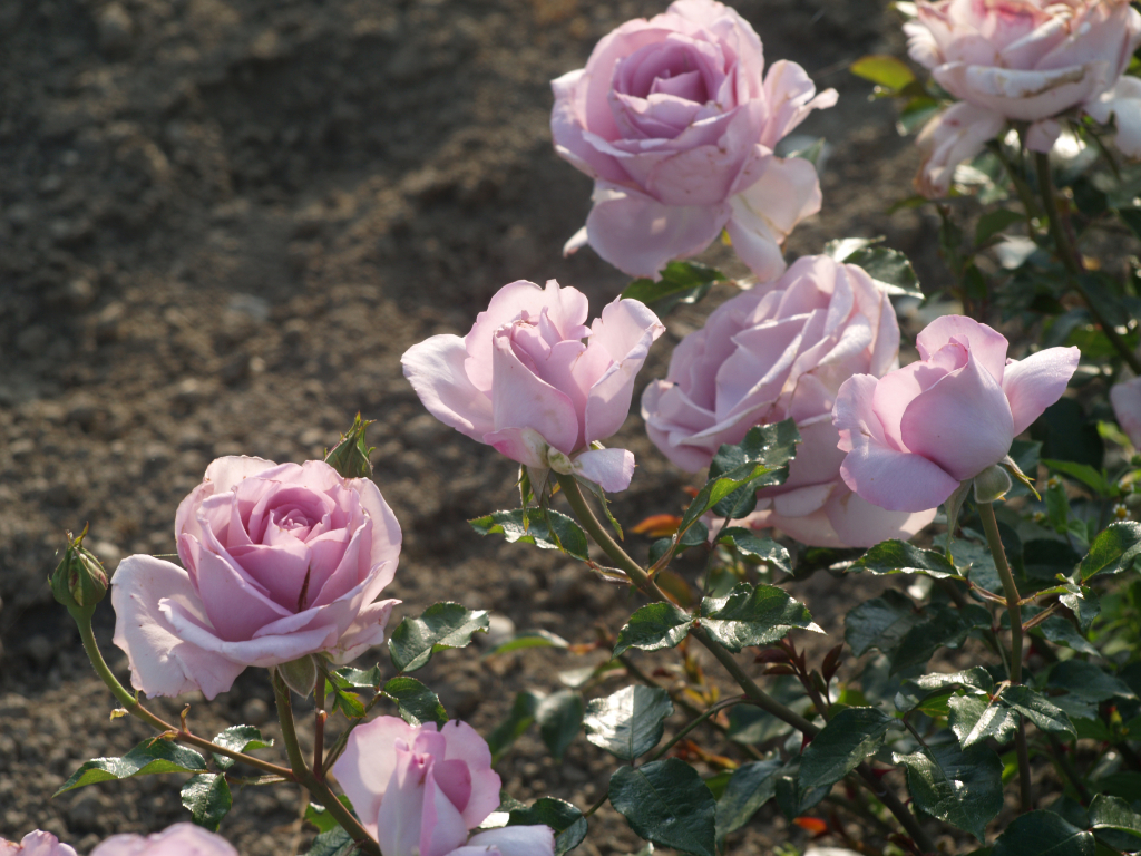 La Rose du Petit Prince