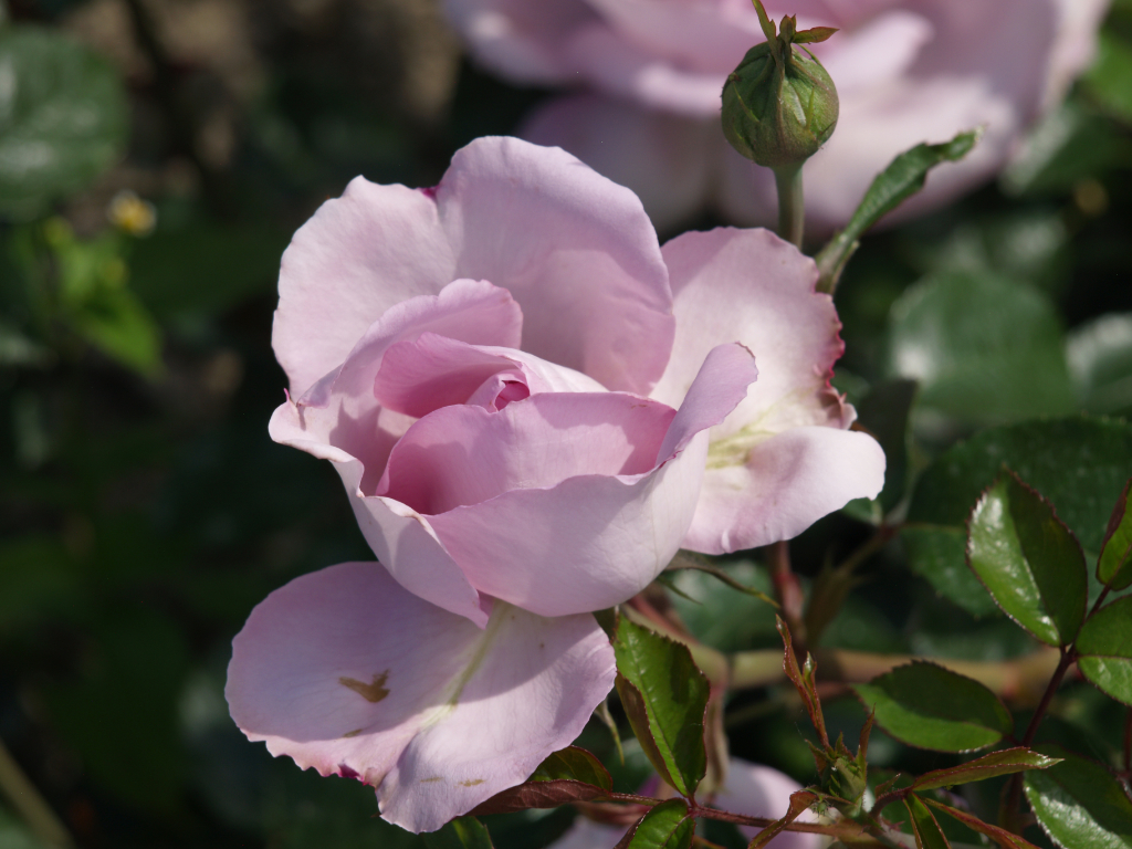 La Rose du Petit Prince