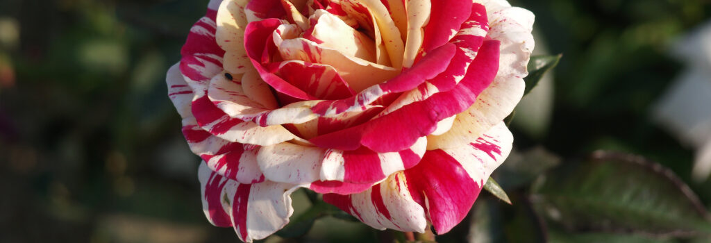 Vanille_Fraise